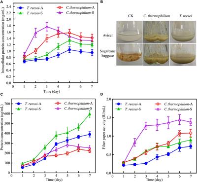 Improved Production of Majority Cellulases in Trichoderma reesei by Integration of cbh1 Gene From Chaetomium thermophilum